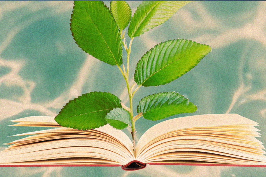 Plant is growing out of an open book, the background is a pool of water.