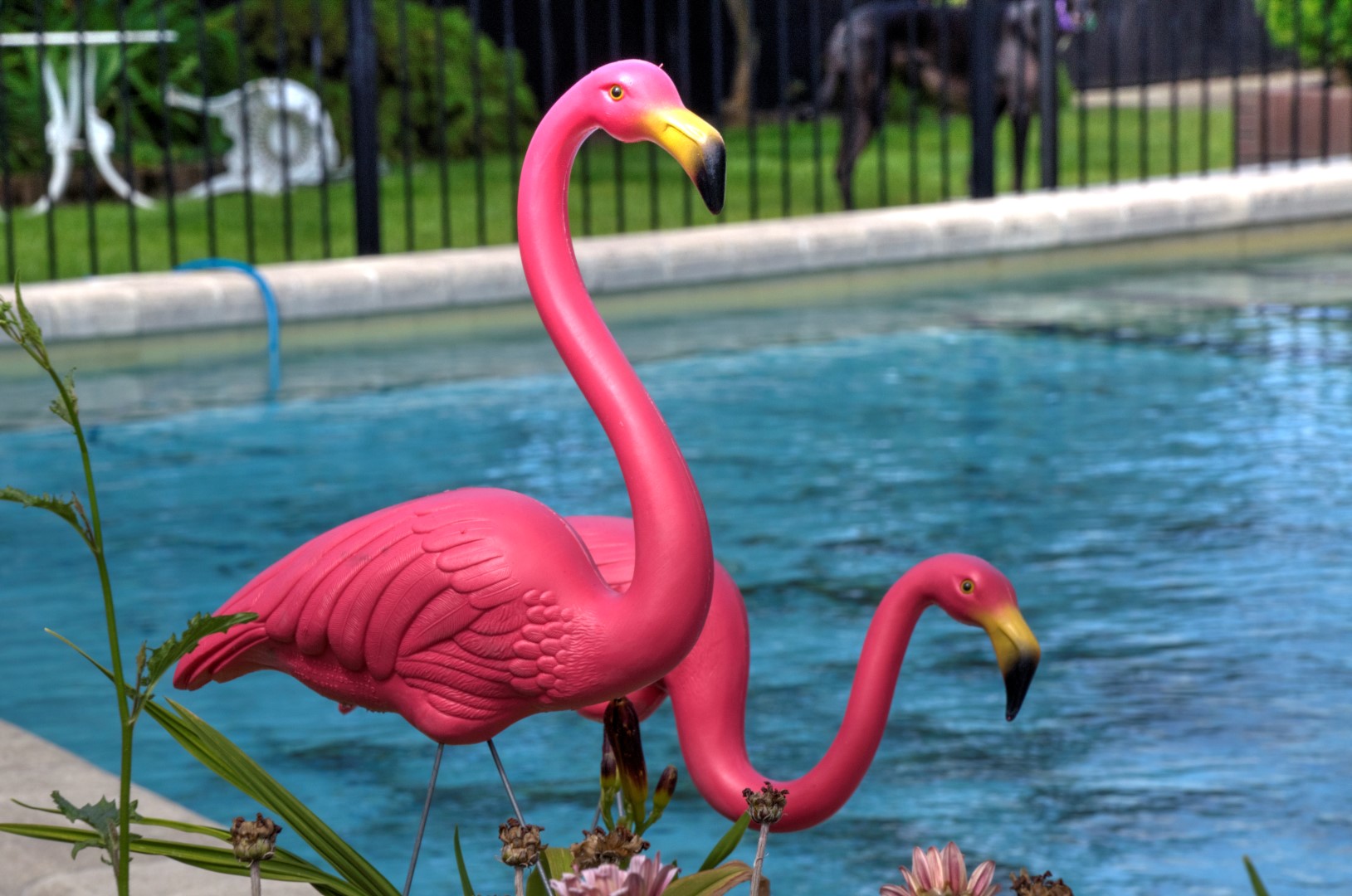 Flamingos