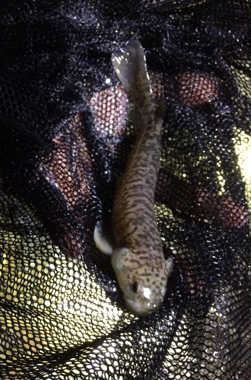 Koaro, one of the inanga species, found in Pauatahanui Stream, May 2018