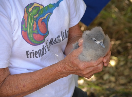 Fairy Prion chick