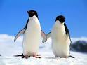 adelie penguins