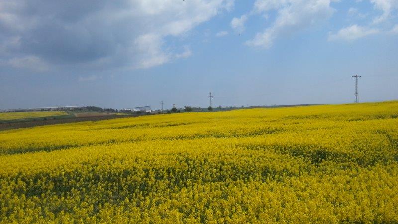 Canola