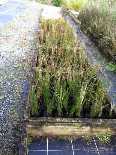 sea rush plants