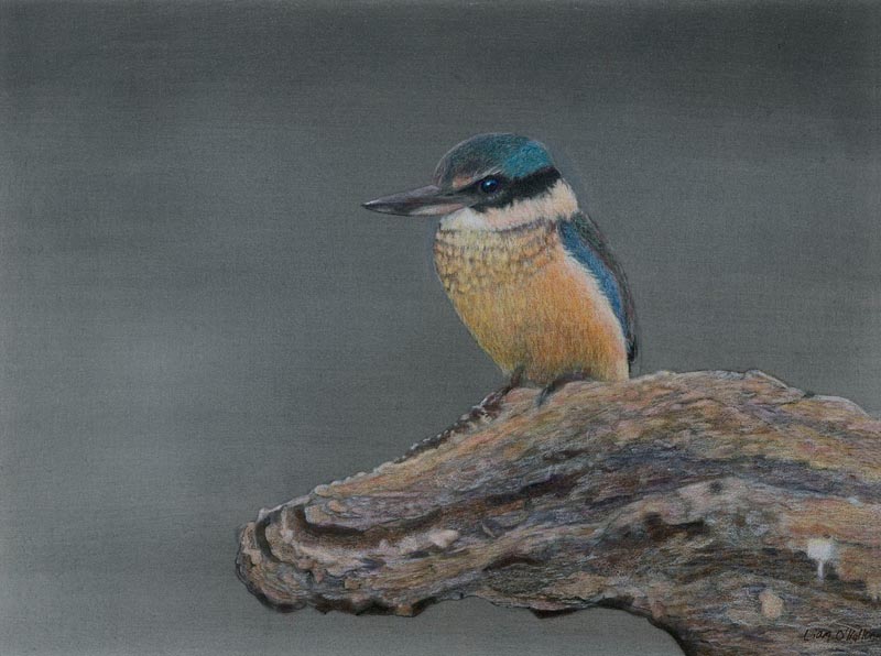 Kingfisher by Liam O'Halloran